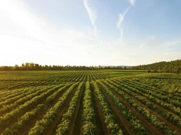 Farm workers harvesting crops on a plantation in Mauritius